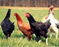 栃木しゃも 正肉セット